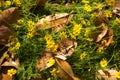 Dry brown leaves and yellow daisy under the morning sunlight. Royalty Free Stock Photo