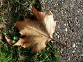 Dry brown fall leaf on concrete paved sidewalk with green grass Royalty Free Stock Photo