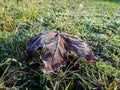 Dry, brown maple leaf frozen with morning frost in the light of the rising sun in early autumn on green grass in park Royalty Free Stock Photo