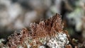 Dry brown moss  macro Royalty Free Stock Photo