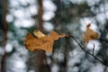 Dry brown oak leaf in the winter forest.