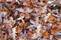 Dry brown oak leaves on ground. Autumn texture pattern background Royalty Free Stock Photo