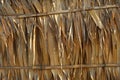 Dry brown palm leaves wall background