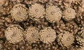 Dry Brown Pine Cones Background, Texture or Pattern Royalty Free Stock Photo