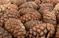 Dry Brown Pine Cones Background, Texture or Pattern