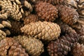 Dry Brown Pine Cones Background, Texture or Pattern Royalty Free Stock Photo
