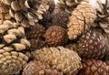 Dry Brown Pine Cones Background, Texture or Pattern Royalty Free Stock Photo