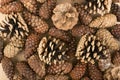 Dry Brown Pine Cones Background, Texture or Pattern Royalty Free Stock Photo