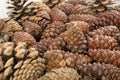 Dry Brown Pine Cones Background, Texture or Pattern Royalty Free Stock Photo