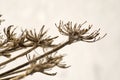 Dry brown plant branches. Natural herbarium.