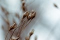 Dry brown plant closeup bokeh