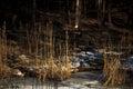 Dry brown reeds on a frozen lake in winter on a sunny day Royalty Free Stock Photo