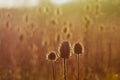 Dried teasel seedheads with rimlight