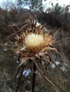 A dry brown thorn in a field with white flowers