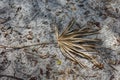 Dry Brown Tropical Palmetto Leaf on Sandy Ground
