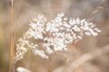 DRY BRUSH EFFECT ADDED TO PLUME OF WHITE SEEDING GRASS