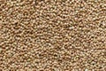 Dry buckwheat background, texture, close up Royalty Free Stock Photo