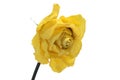 Dry bud of a yellow rose. Isolated. Royalty Free Stock Photo