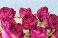 Dry buds of a red roses flower on blurred light blue background Royalty Free Stock Photo