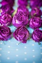 Dry buds of a red roses flower on blurred light blue background Royalty Free Stock Photo