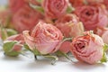 Dry buds of small pink roses flowers with green sepals