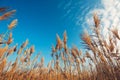 Dry bulrush reed, low angle