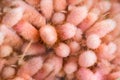 Dry bunny tails grass