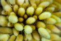 Dry bunny tails grass