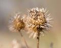 Dry burdock bush Royalty Free Stock Photo