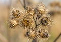 Dry burdock bush