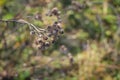 Dry burdock flowers in late autumn close up photo Royalty Free Stock Photo