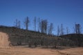 Dry burnt California hillside charred and devastated by a forest wildfire Royalty Free Stock Photo