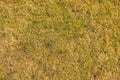 Dry burnt dead grass on hard dry clay, natural background.