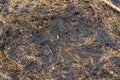 Dry and burnt grass and black ashes close up Royalty Free Stock Photo