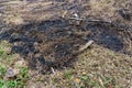 dry and burnt grass and black ashes