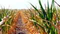 Dry and burnt corn field. drought and food shortage concept Royalty Free Stock Photo