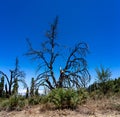 Dry and burnt trees after a forest fire on the slopes of a mountain. Royalty Free Stock Photo