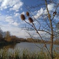 dry Burr of Teasel Comb & x28;Dispacus sylvestris& x29; by the lake, surrounded by branches Royalty Free Stock Photo
