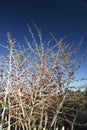 Dry bush with berries Royalty Free Stock Photo