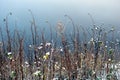 Dry bush burdock with spines. Royalty Free Stock Photo