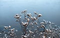 Dry bush burdock with spines. Royalty Free Stock Photo