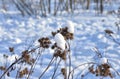 Dry bush burdock with spines Royalty Free Stock Photo