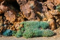 Dry bush growing in the caldera of a El Teide volcano, Tenerife Royalty Free Stock Photo