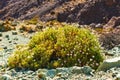 Dry bush growing in the caldera of a El Teide volcano Royalty Free Stock Photo