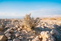 Dry bush growing on sand in desert place, sunlight effect. Closeup photo Royalty Free Stock Photo