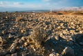 Dry bush growing on sand in desert place, sunlight effect Royalty Free Stock Photo