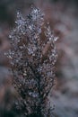 Dry bush in ice. Frosts on plants. Frost