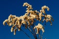 Dry Bush after winter