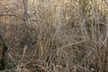 Dry bushes and trees without leaves in forest or park.Abstract background of dead nature in winter or late autumn. Selective focus Royalty Free Stock Photo