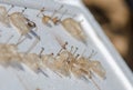 Dry butterfly cocoons displayed on styrofoam board